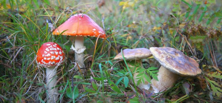 Mycélium : quand les champignons s’invitent dans l’isolation